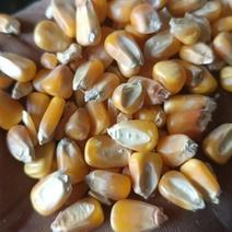新乡玉米粒：金黄颗粒，滋养大地，丰收的希望