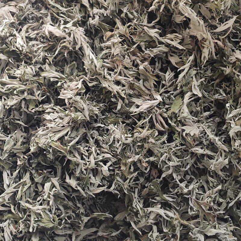 端午节采摘精选大蕲艾艾叶1—5年份，精品现货