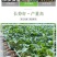 越冬全螺露天保地大果螺丝椒苗加长螺丝苗抗病山东优质穴盘苗