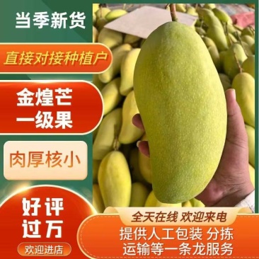 金煌芒在一亩田诚信经营一首货源量大从优欢迎选购