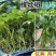 越冬全螺露天保地大果螺丝椒苗加长螺丝苗抗病山东优质穴盘苗