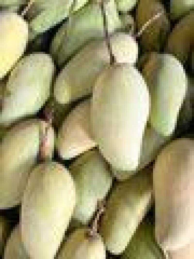 金煌芒在一亩田诚信经营一首货源量大从优欢迎选购