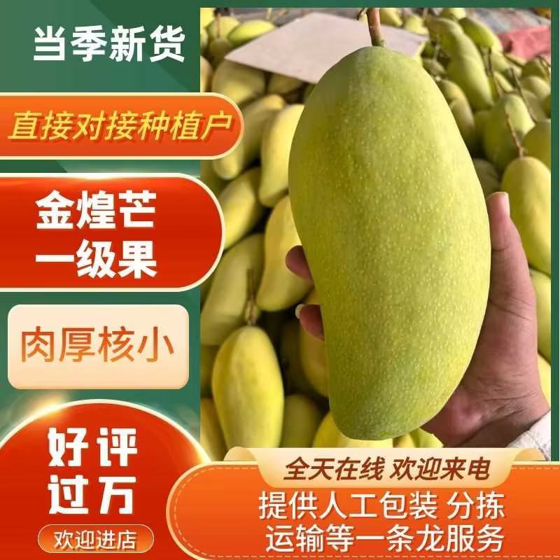 金煌芒在一亩田诚信经营一首货源量大从优欢迎选购