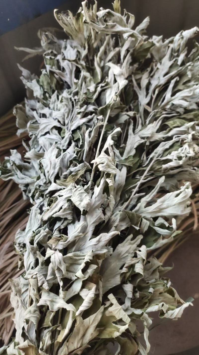 端午节采摘精选大蕲艾艾叶1—5年份，精品现货