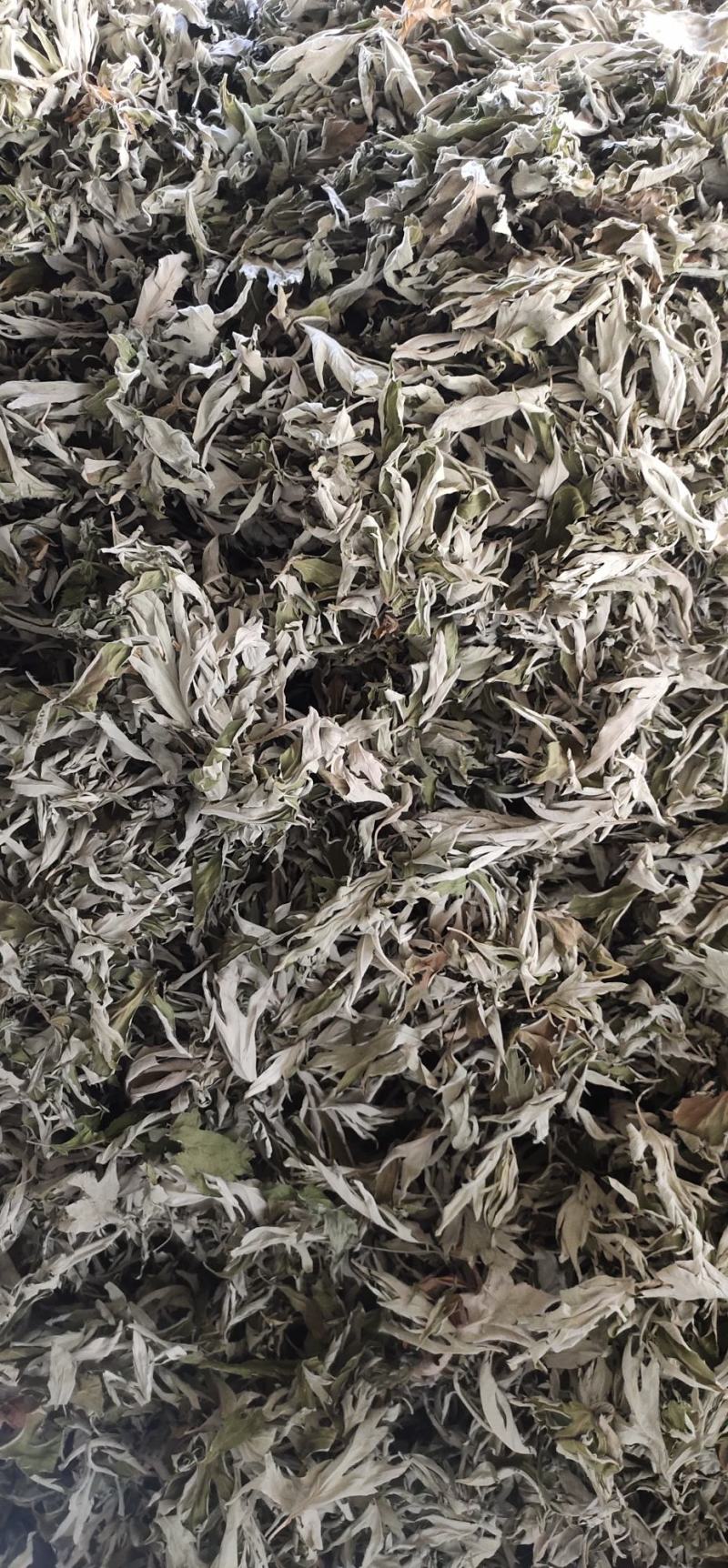 端午节采摘精选大蕲艾艾叶1—5年份，精品现货