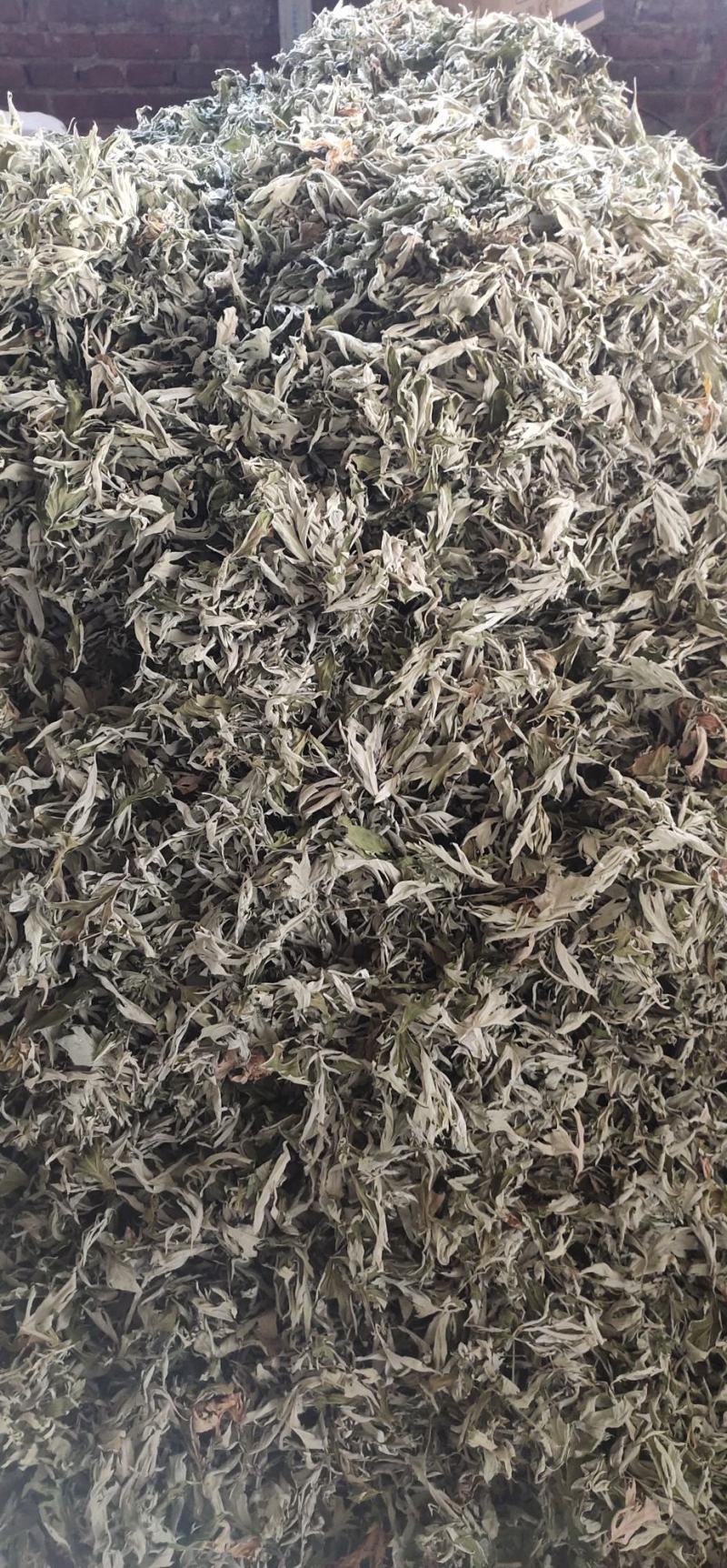 端午节采摘精选大蕲艾艾叶1—5年份，精品现货