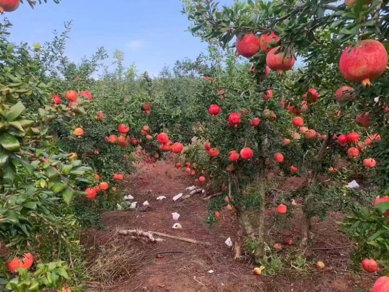 软籽石榴四川会理软籽石榴，供货稳定，货源充足！可视频看货