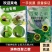 涡特四聚乙酫菜地杀蜗牛药颗粒剂农用药剂