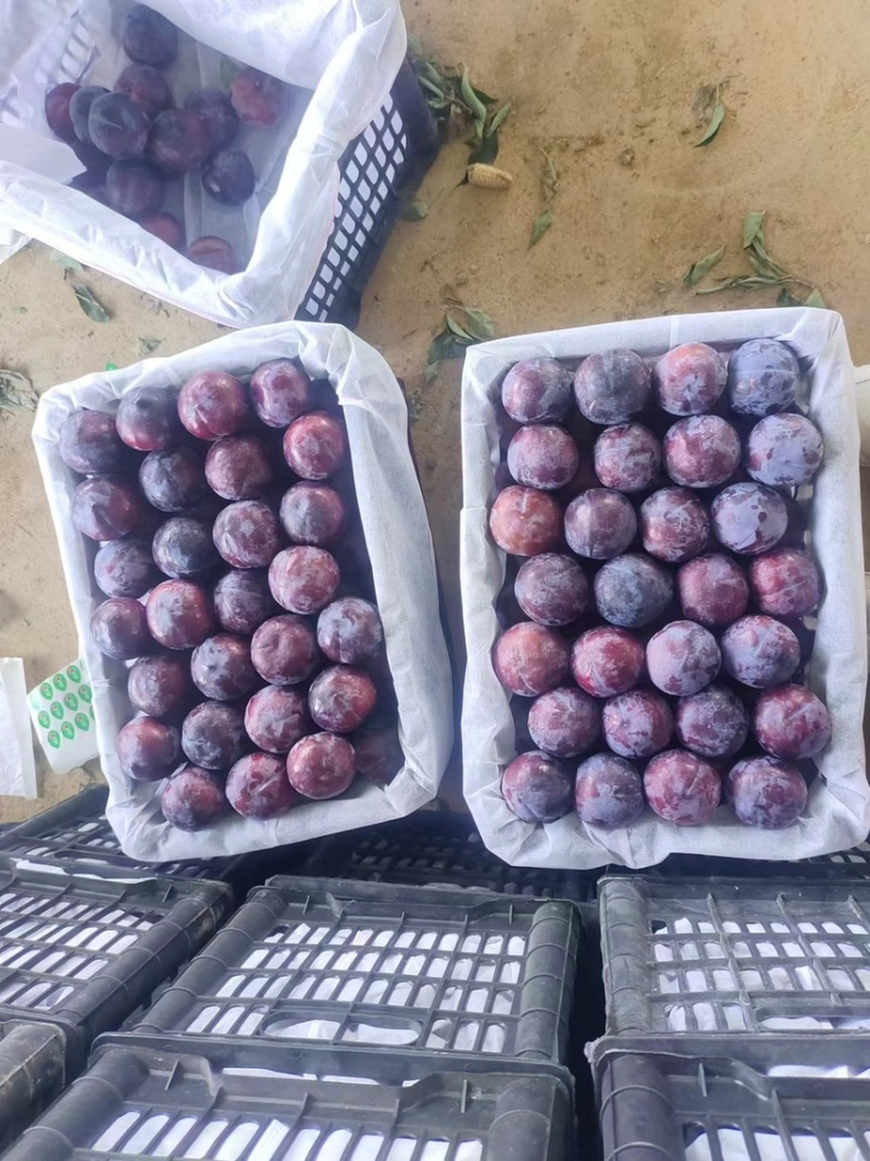 上万亩黑布林李子，黑布林李子，批发李子，李子产地发货