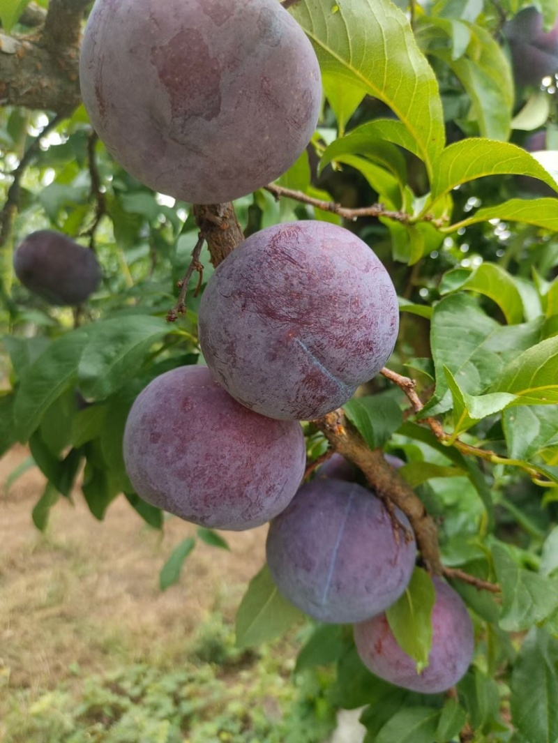 上万亩黑布林李子，黑布林李子，批发李子，李子产地发货