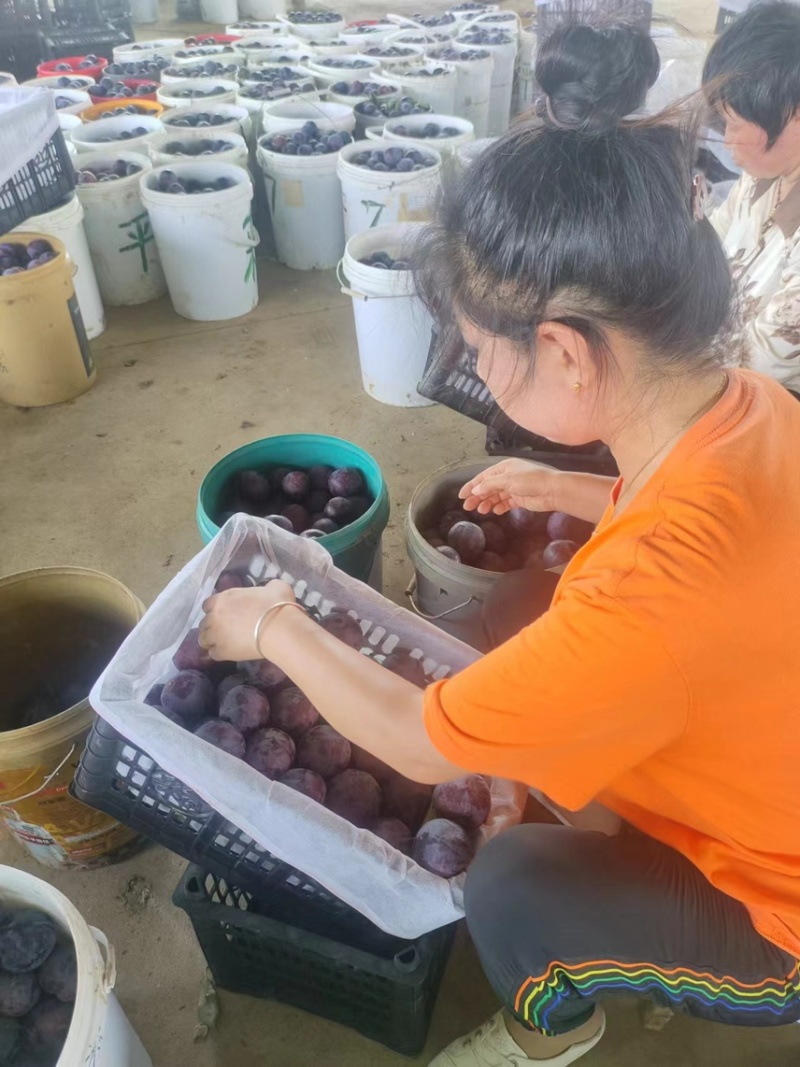 上万亩黑布林李子，黑布林李子，批发李子，李子产地发货