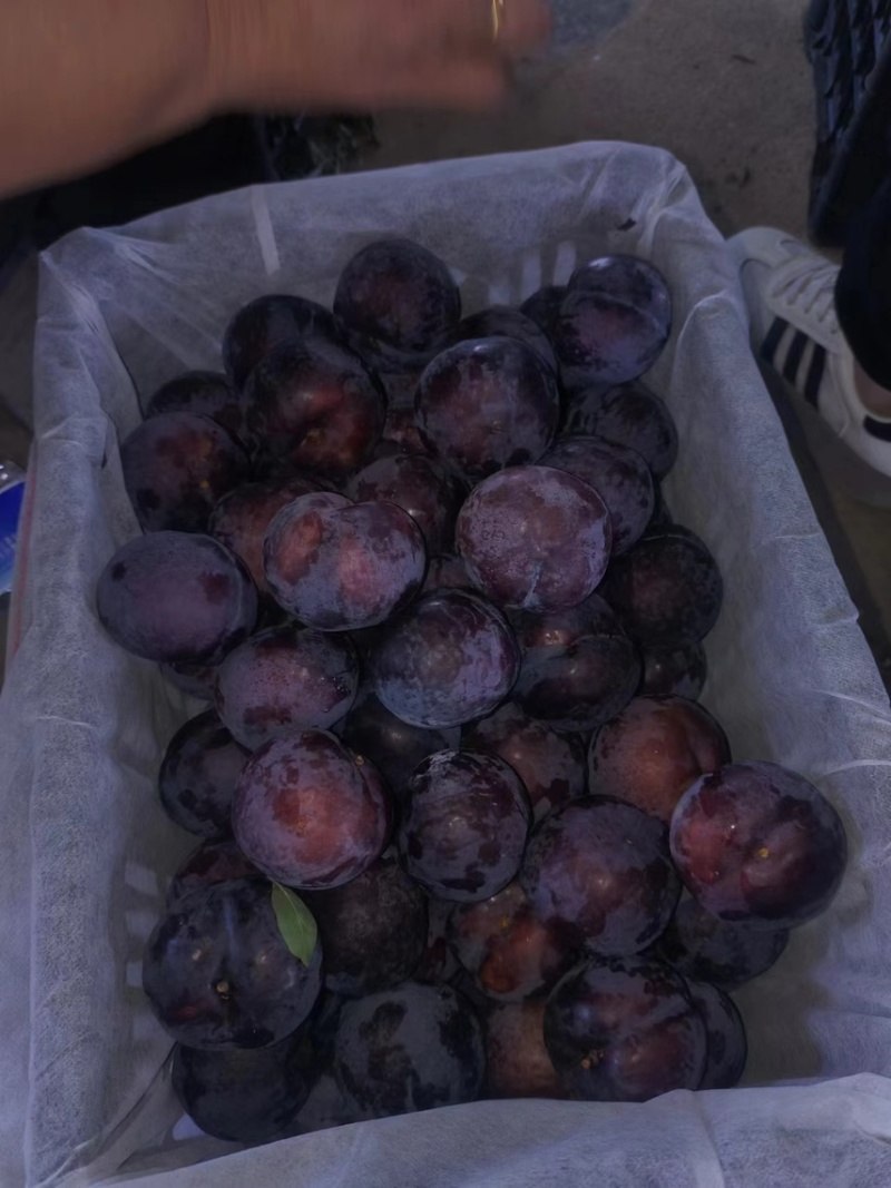 上万亩黑布林李子，黑布林李子，批发李子，李子产地发货