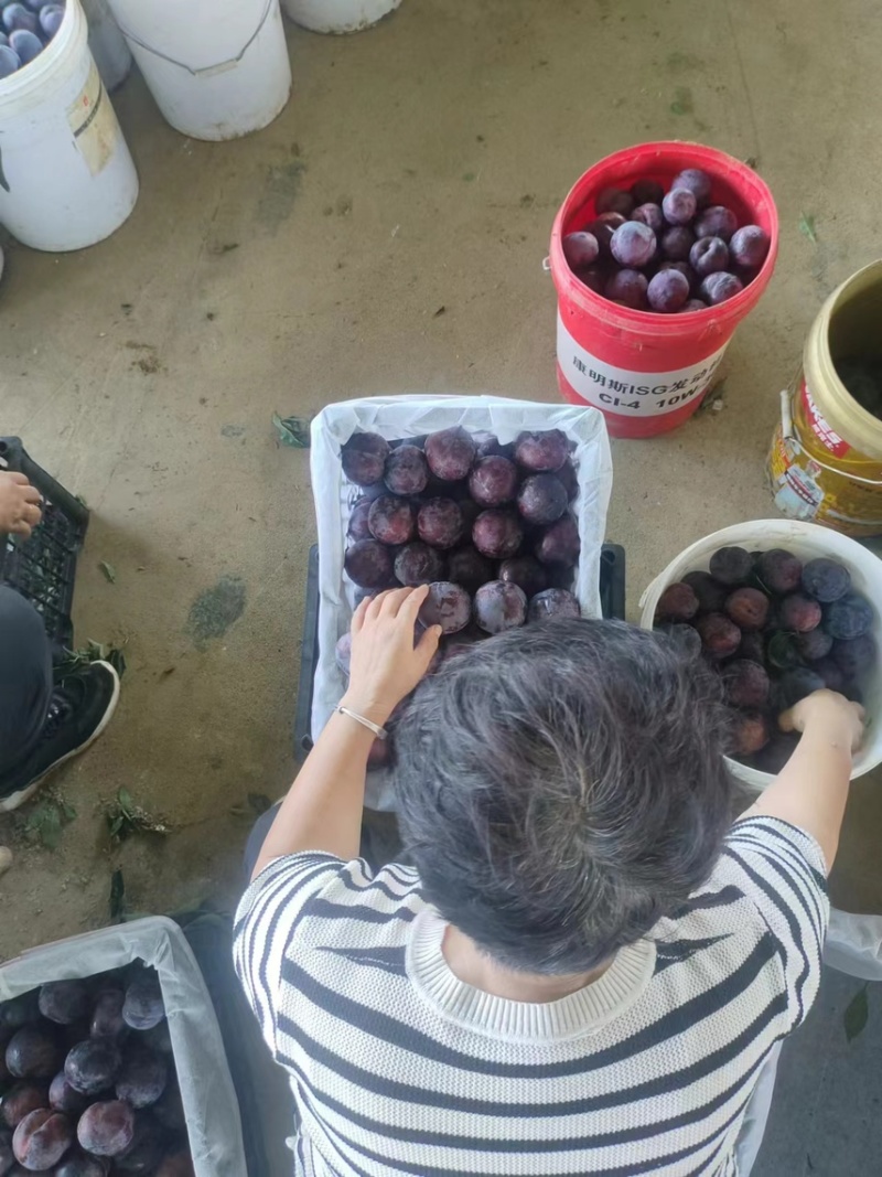 上万亩黑布林李子，黑布林李子，批发李子，李子产地发货