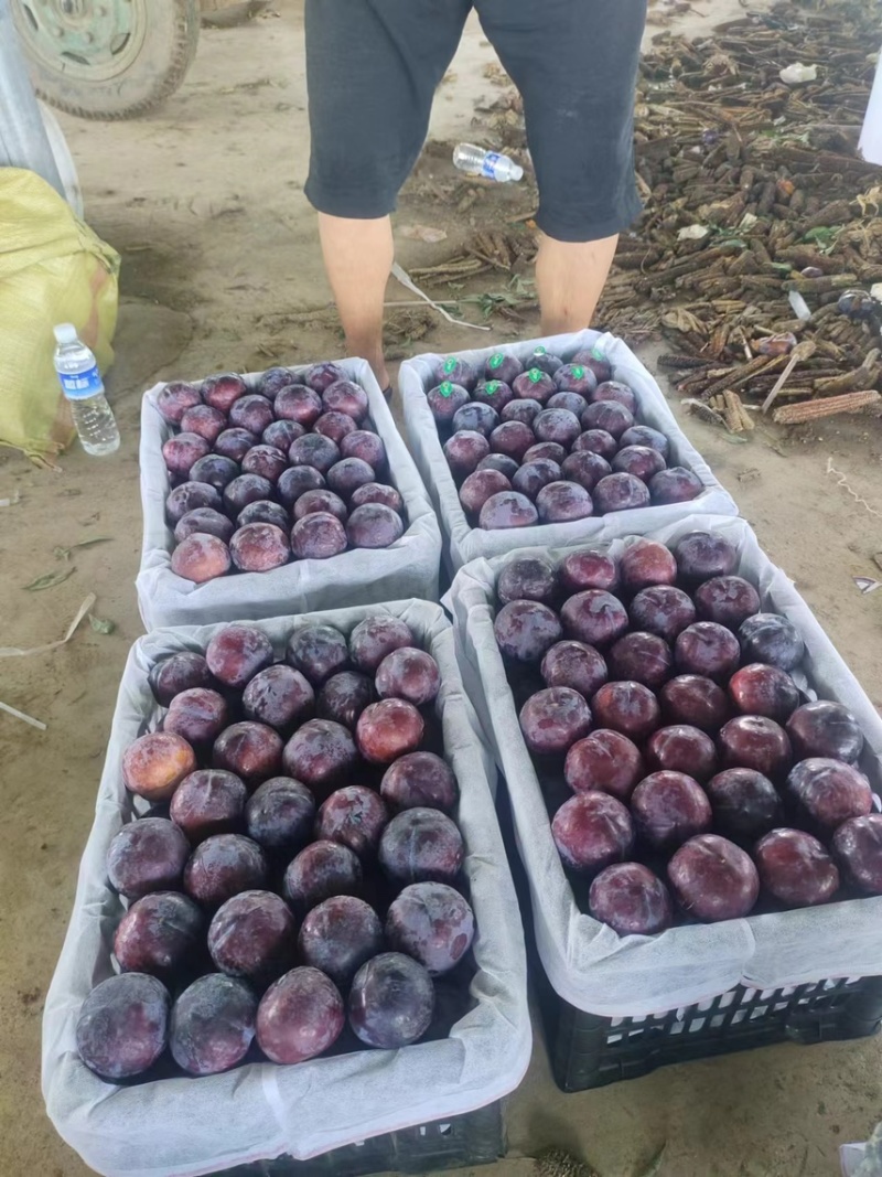 上万亩黑布林李子，黑布林李子，批发李子，李子产地发货