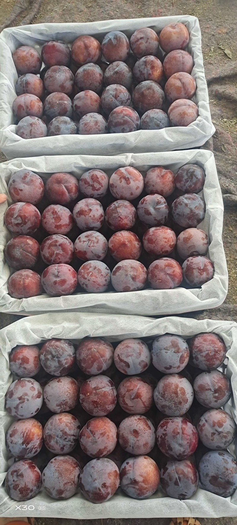 上万亩黑布林李子，黑布林李子，批发李子，李子产地发货