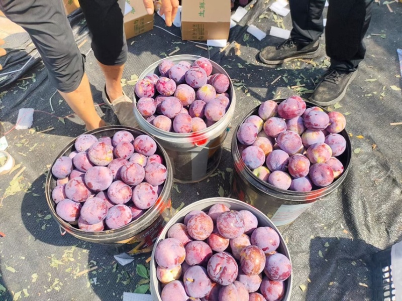 上万亩黑布林李子，黑布林李子，批发李子，李子产地发货