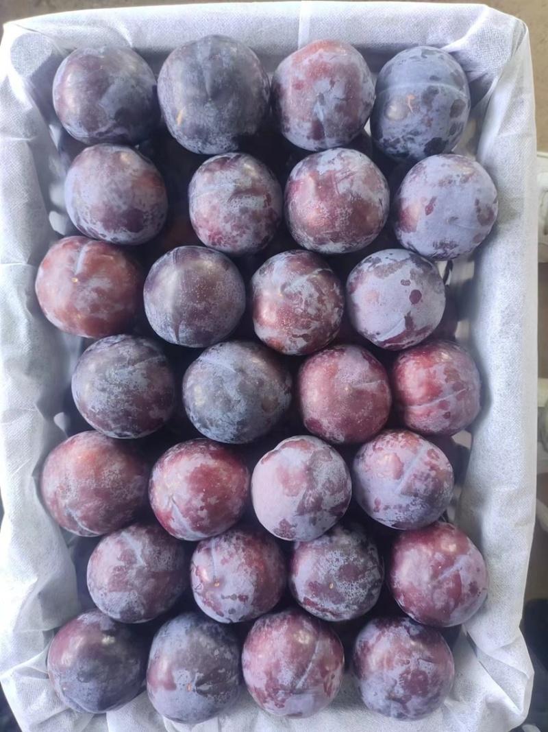 上万亩黑布林李子，黑布林李子，批发李子，李子产地发货