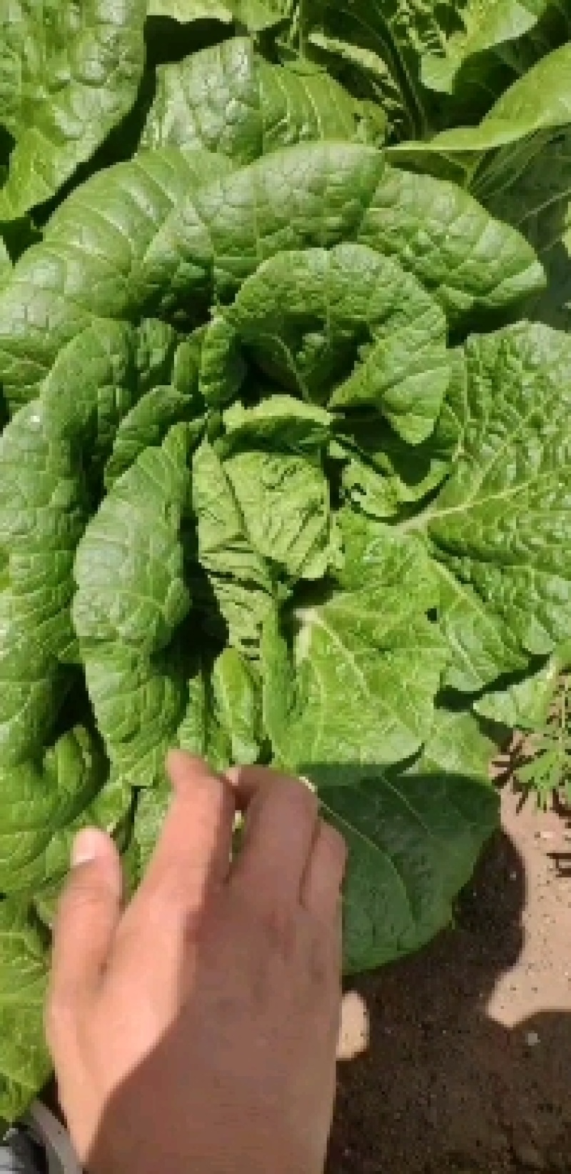 张北精品大白菜，大娃娃菜，小娃娃菜。保质保量价格优惠