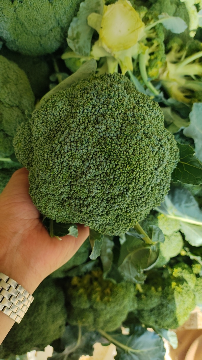 张北精品大白菜，大娃娃菜，小娃娃菜。保质保量价格优惠