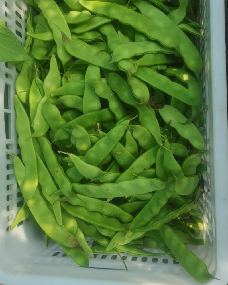 现摘一点红豆角，新鲜，量大精品豆角