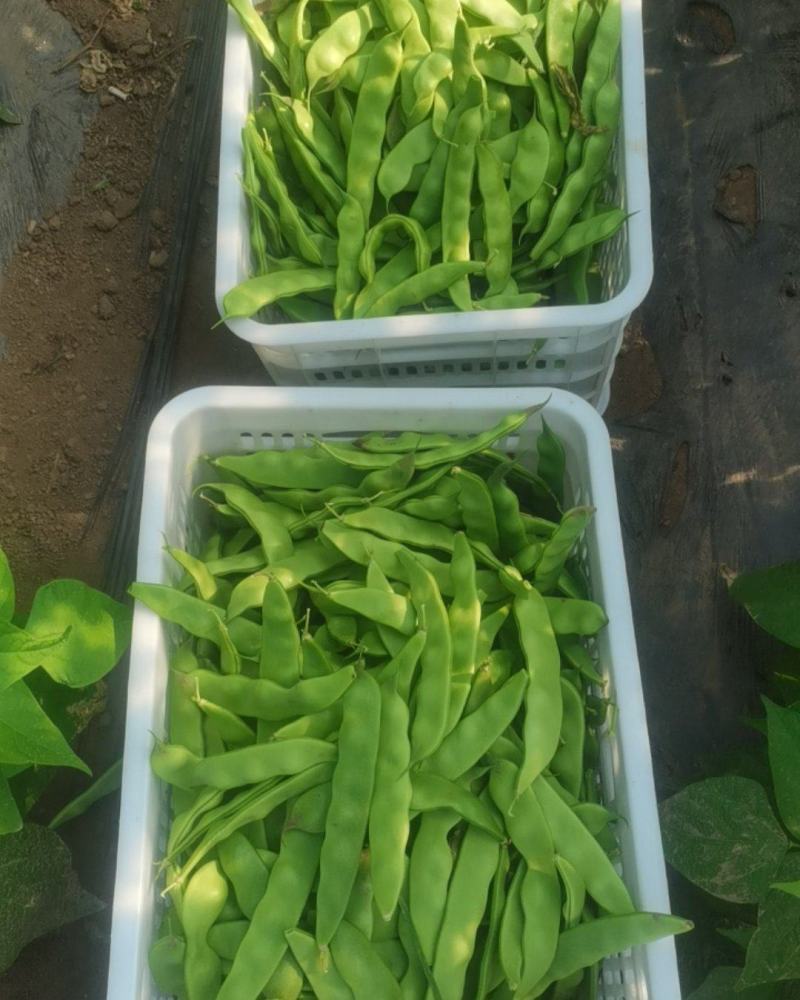 现摘一点红豆角，新鲜，量大精品豆角