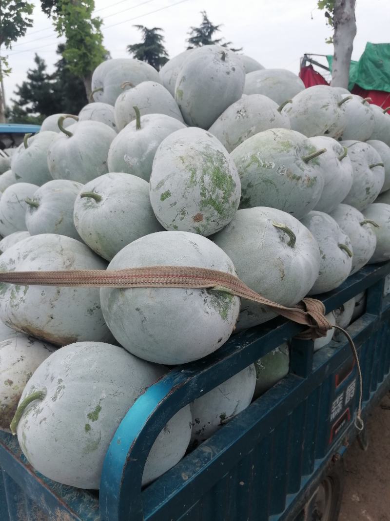 精品水果冬瓜瓜型好产地直供可视频看货