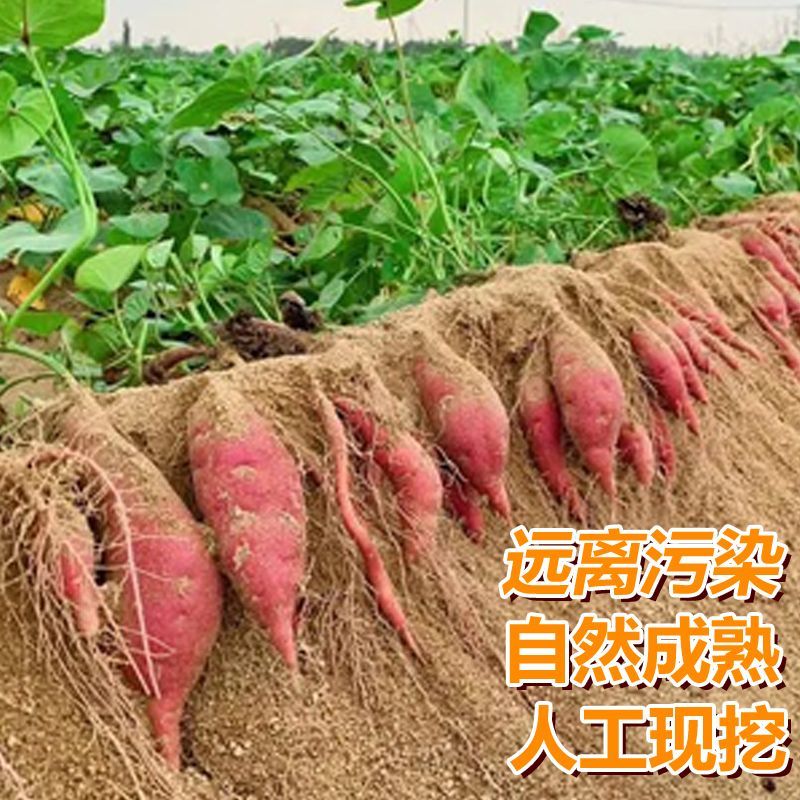 精品榴莲蜜薯，产地直发，各种包装，支持全国一件代发