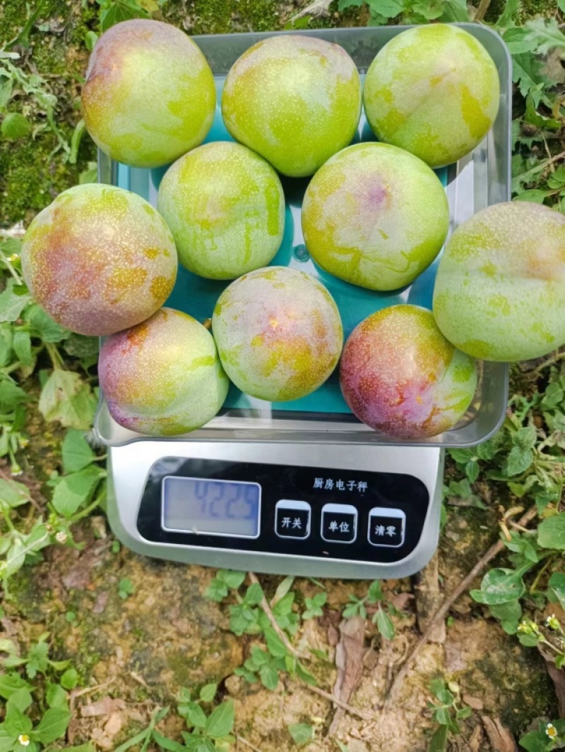 半边红脆红李大量上市果园鲜货诚信经营基地供货