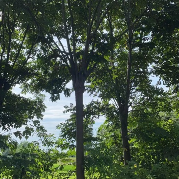 栾树12公分