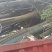 栾树12公分