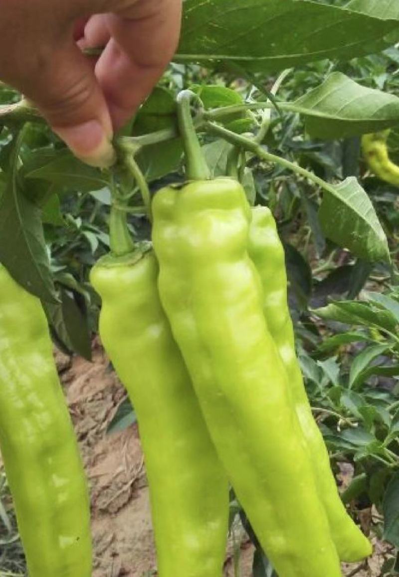 辣椒一手货源平直保障，货源充足，现摘现发量大从优
