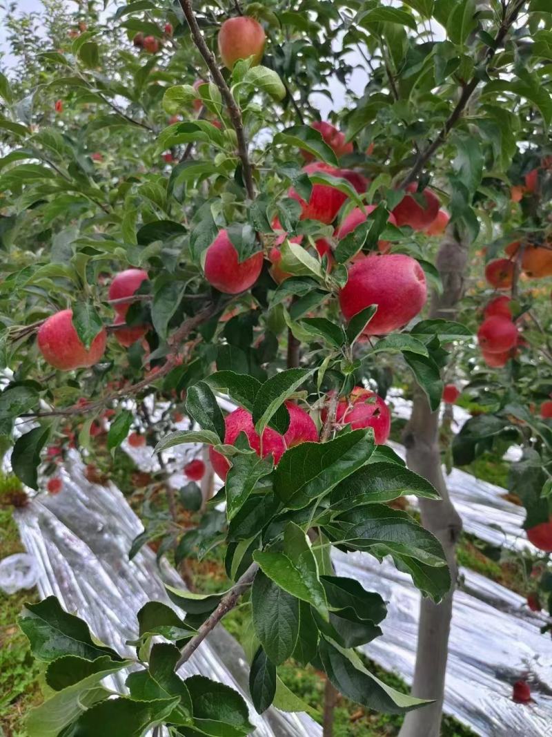 精品苹果，红露苹果大量供应，云南产地直发，量大从优，现货