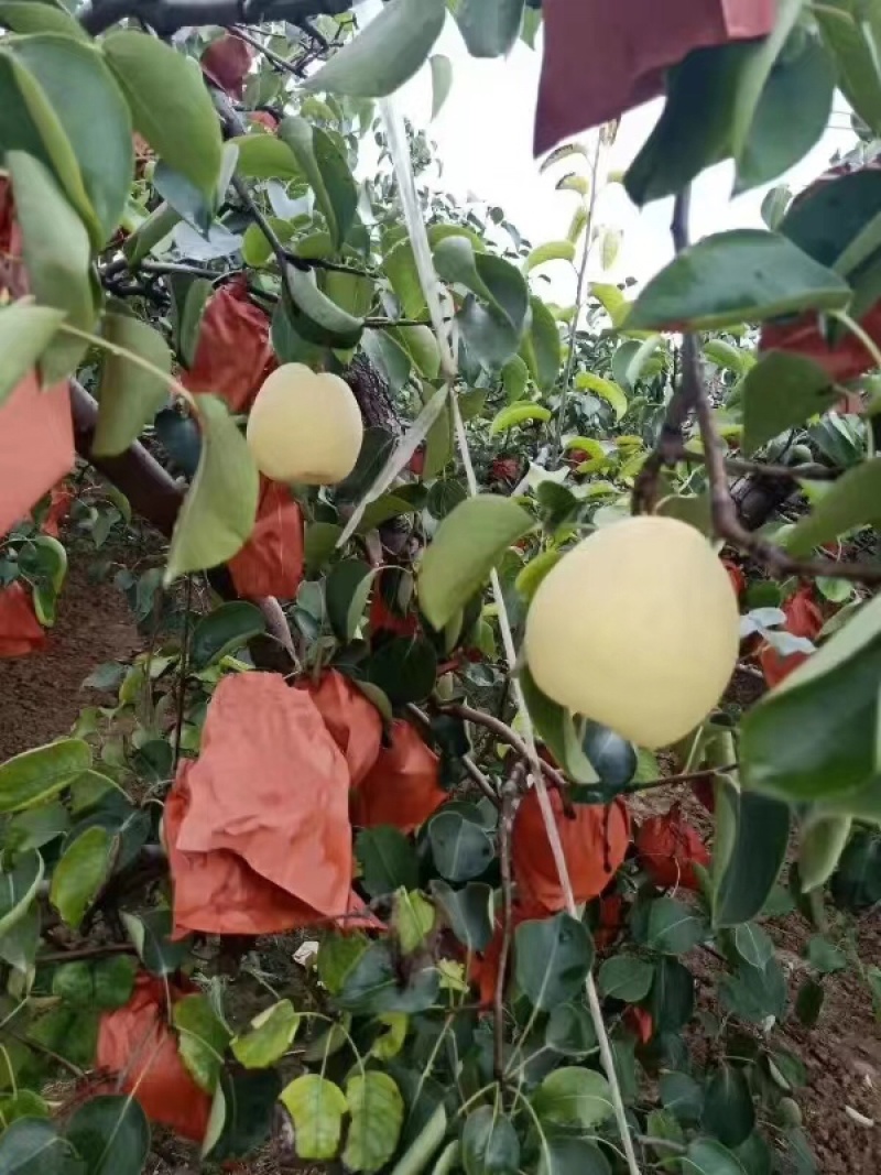 套袋皇冠梨自然色，基地大量上市口感脆甜，欢迎来电订购