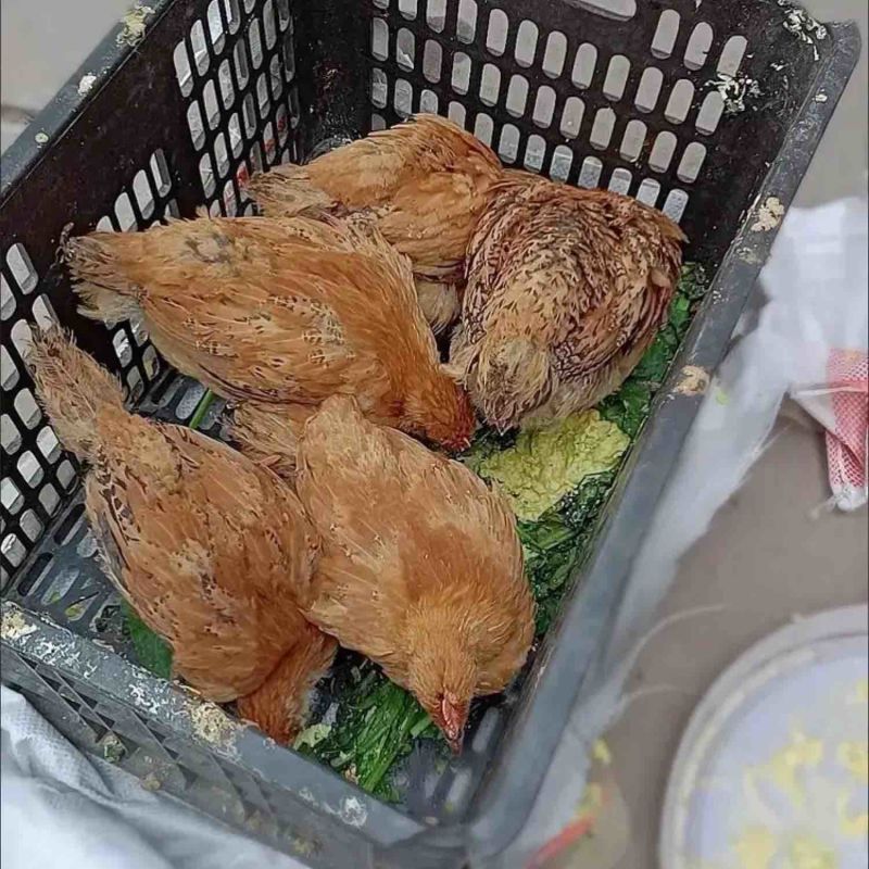 纯粮食喂养土鸡