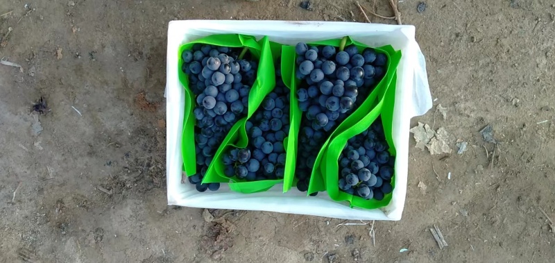 新疆夏黑葡萄，万亩基地直供，一手货源，欢迎咨询。