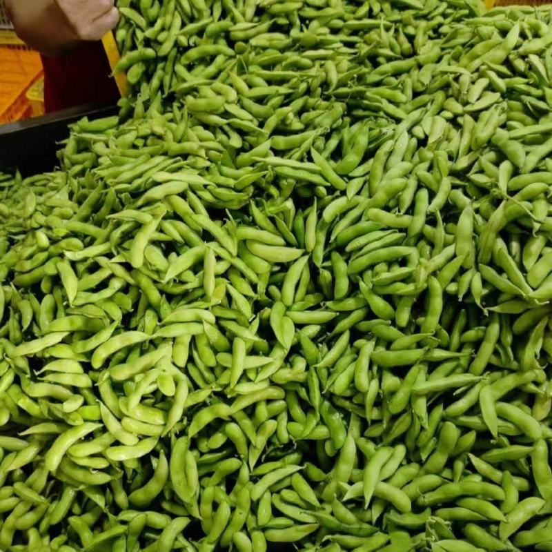 精品毛豆大量供应，四川产地直发量大从优，可实地考察