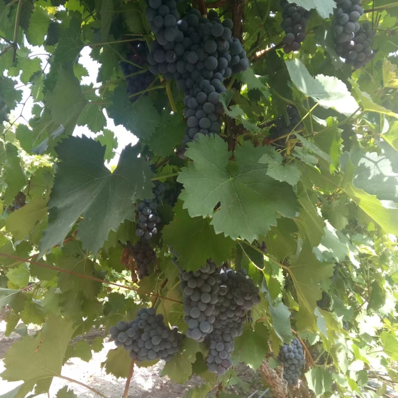 新疆夏黑葡萄，万亩基地直供，一手货源，欢迎咨询。