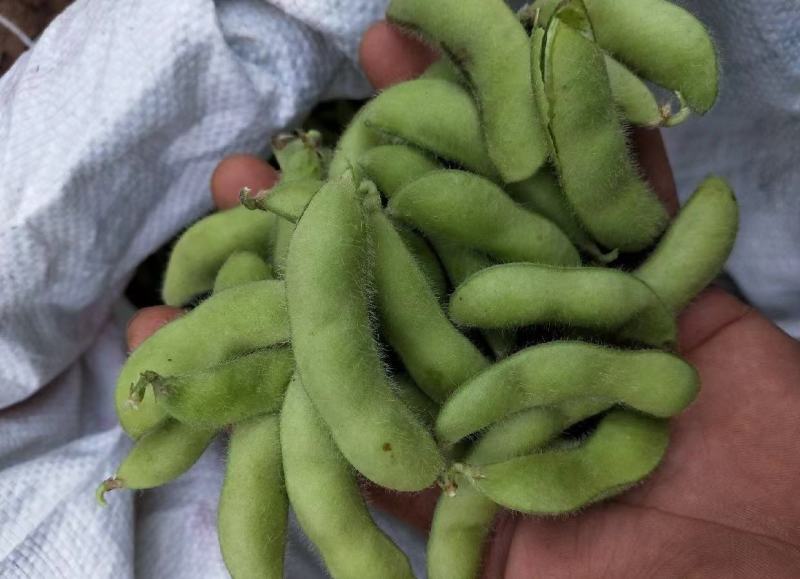 精品毛豆大量供应，四川产地直发量大从优，可实地考察