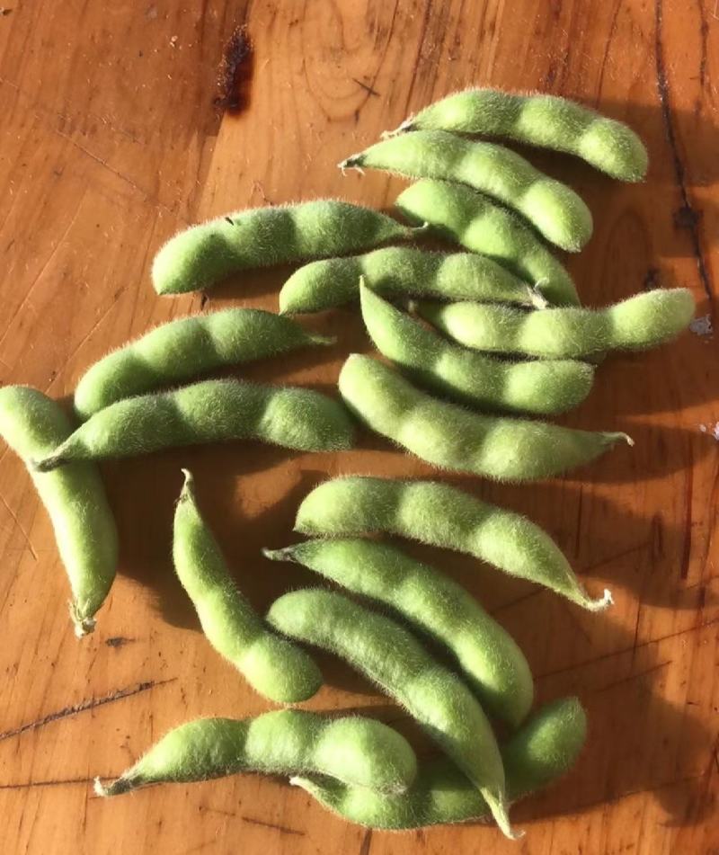 精品毛豆大量供应，四川产地直发量大从优，可实地考察