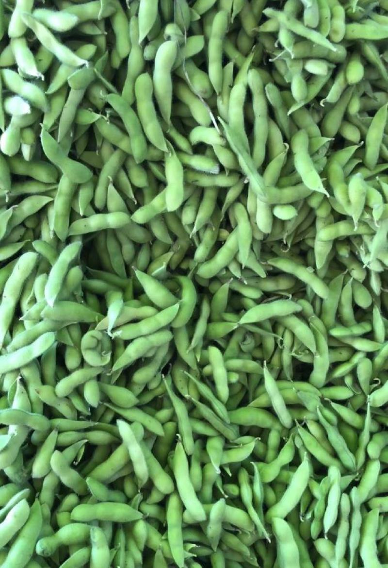 精品毛豆大量供应，四川产地直发量大从优，可实地考察