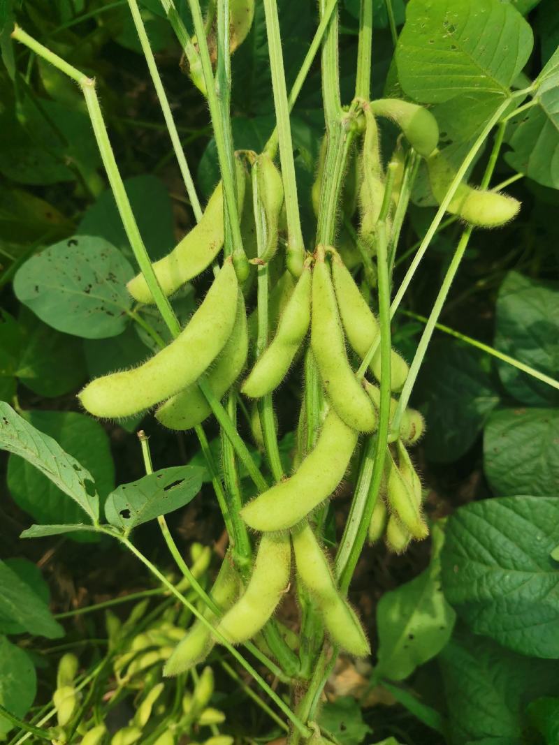 精品毛豆大量供应，四川产地直发量大从优，可实地考察