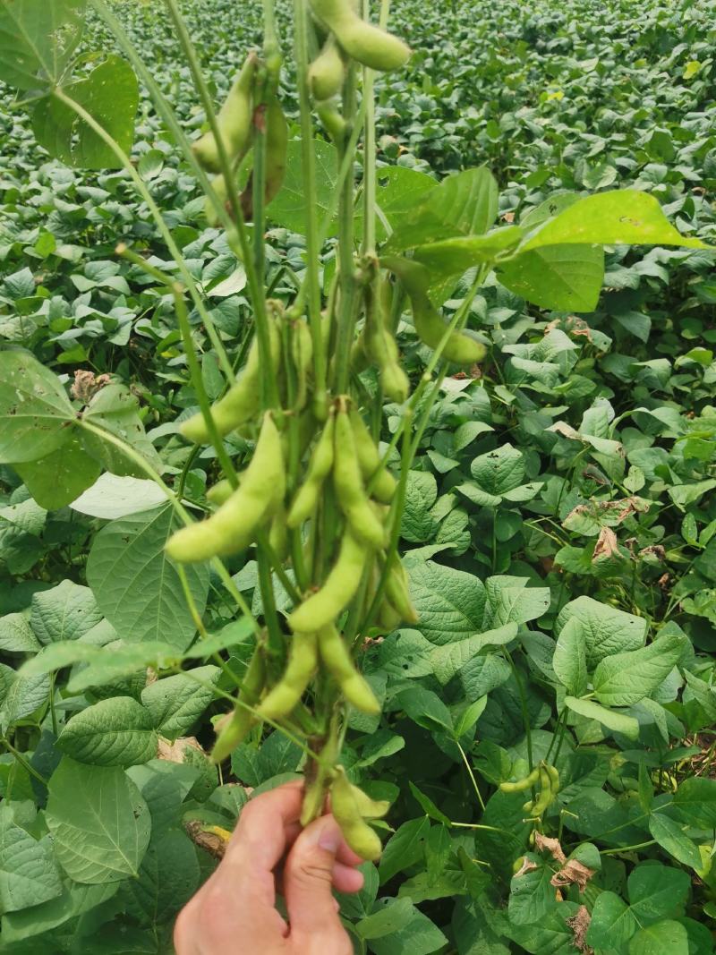 精品毛豆大量供应，四川产地直发量大从优，可实地考察
