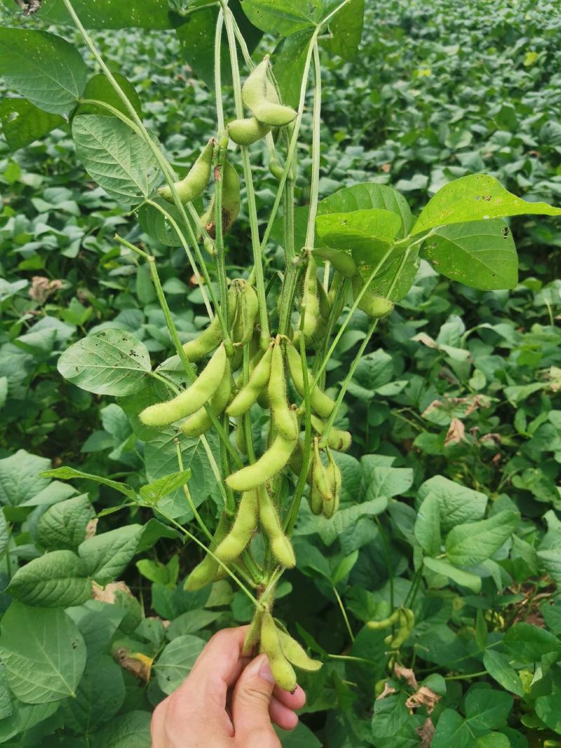 精品毛豆大量供应，四川产地直发量大从优，可实地考察