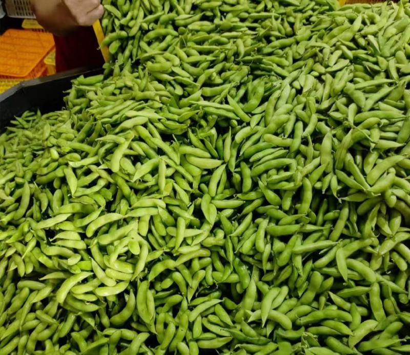 精品毛豆大量供应，四川产地直发量大从优，可实地考察