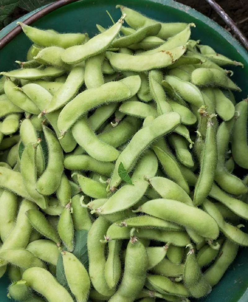 精品毛豆大量供应，四川产地直发量大从优，可实地考察