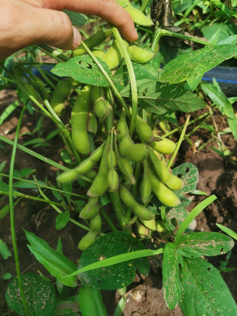 精品毛豆大量供应，四川产地直发量大从优，可实地考察