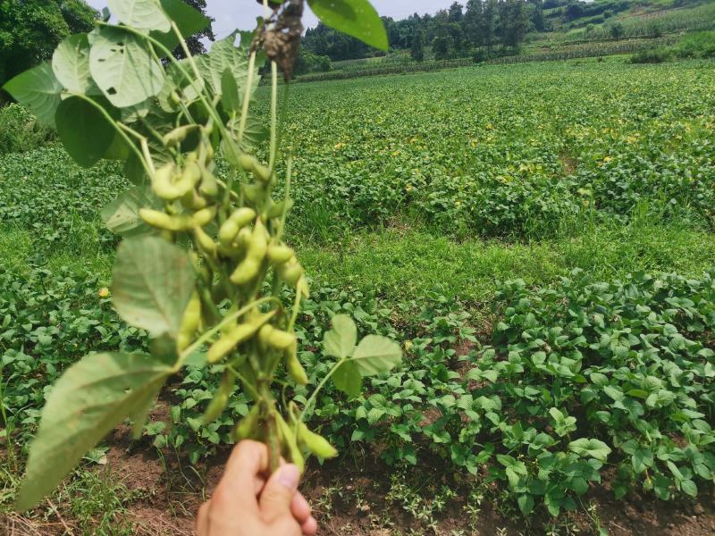 精品毛豆大量供应，四川产地直发量大从优，可实地考察