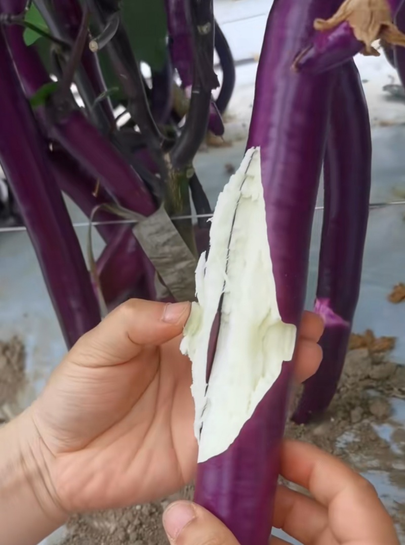 线茄嫁接苗杭茄苗紫红色线茄产量高抗病能力强