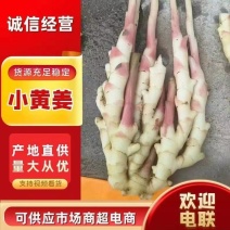 精品小黄姜现挖，产地直销，货源充足，常年供货批发