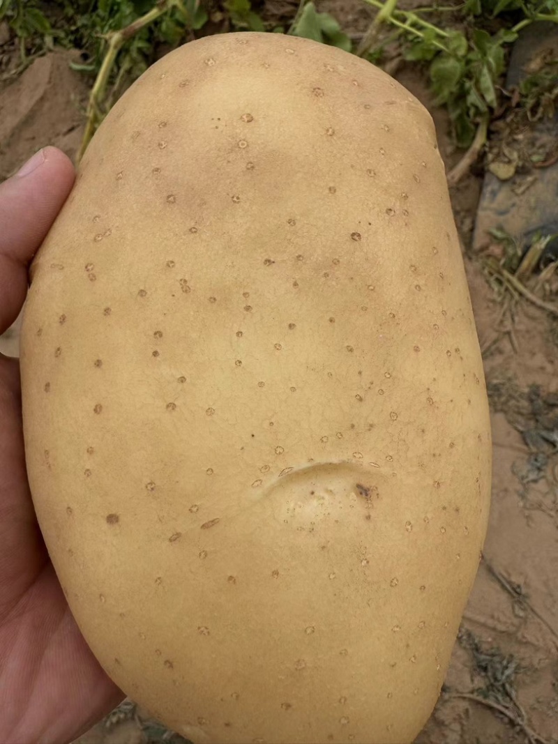 黄心土豆大量上市，品类齐全欢迎各地采购商选购
